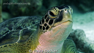 Green Sea Turtle Portrait by Paula Booker 